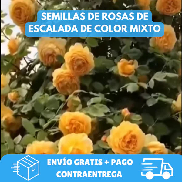Encabezado