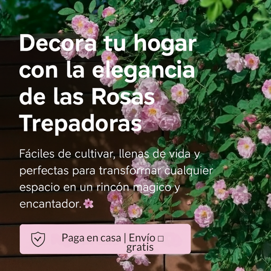 200 SEMILLAS DE ROSA TREPADORA